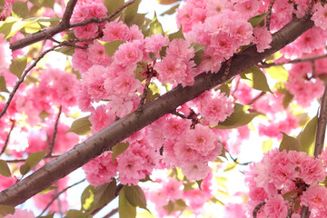 Sakura flowers. Sakura branches blooming with pink flowers. Close-up of lush pink flowers on tree branches. Nature background. Spring