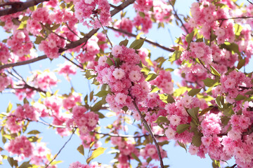 Sakura flowers. Sakura branches blooming with pink flowers. Close-up of lush pink flowers on tree branches. Nature background. Spring