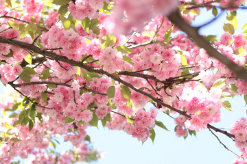 Sakura flowers. Sakura branches blooming with pink flowers. Close-up of lush pink flowers on tree branches. Nature background. Spring