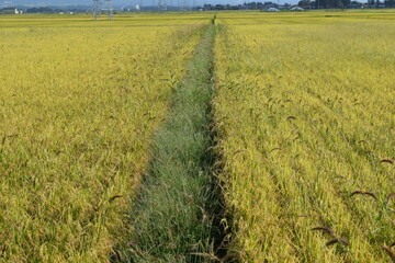 強害雑草 ケイヌビエ