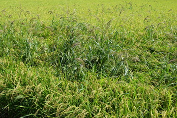 強害雑草 ケイヌビエ