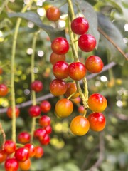 bird cherry berries, vibrant colors, hanging on branches in a lush green garden background