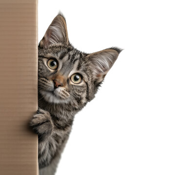 A playful gray tabby cat peeks from behind a blank cardboard surface, isolated on a transparent background.