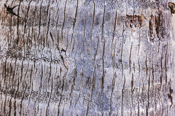 Close-up view of textured palm tree bark with natural cracks and weathered surface. Aruba.