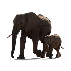 Fototapeta premium African Elephant mother and calf