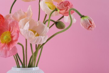 Beautiful poppy flowers in vase on pink background, closeup