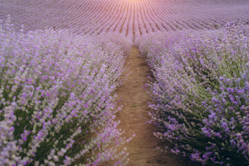 Obraz premium Path winding through blooming lavender field at sunset