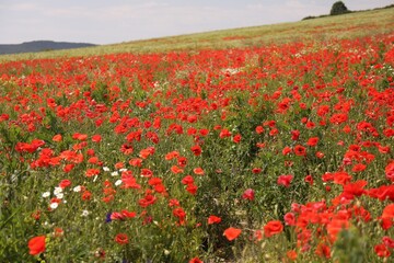 Many beautiful poppy flowers growing on field outdoors