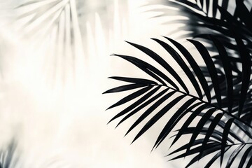 Obraz premium Silhouetted palm frond detail against a light background
