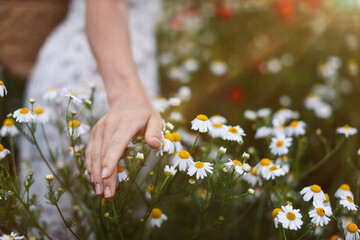 Woman touching chamomile flowers in wildflower meadow, closeup © New Africa