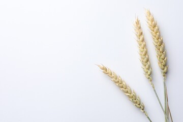 Wheat spikes on white background, flat lay. Space for text