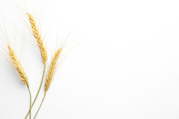 Wheat spikes on white background, flat lay. Space for text