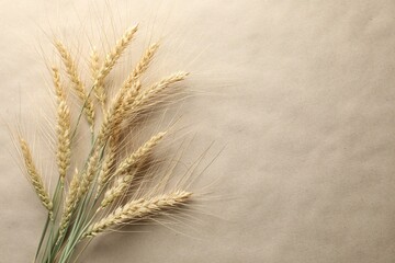Many wheat spikes on paper background, flat lay. Space for text