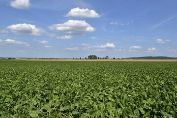 Landschaft und Ausblick bei Hildesheim