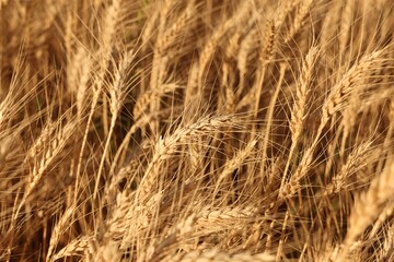 Golden wheat ears growing in field, closeup