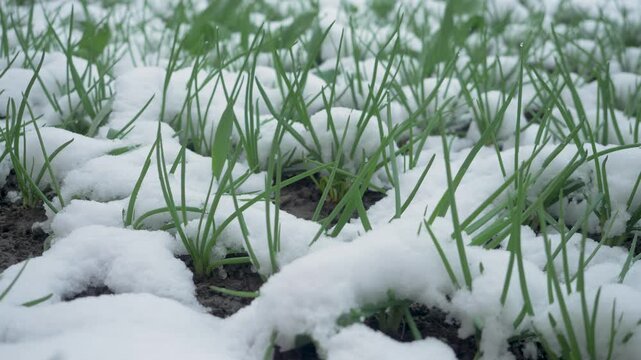 Sprouting onions resist chilling cover. Snowfall after planting alters germination success. Erratic weather influences timing and crop survival rates