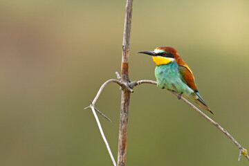 Żołna (Merops apiaster) © Grzegorz