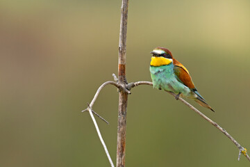 Żołna (Merops apiaster) © Grzegorz