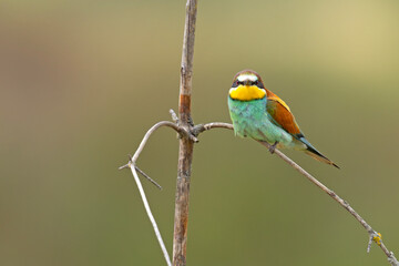 Żołna (Merops apiaster) © Grzegorz