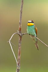 Żołna (Merops apiaster)