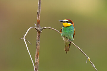 Żołna (Merops apiaster) © Grzegorz