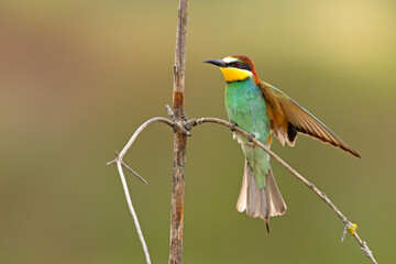 Żołna (Merops apiaster) © Grzegorz