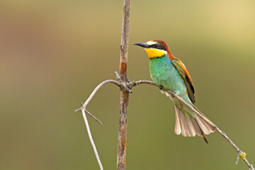 Żołna (Merops apiaster)
