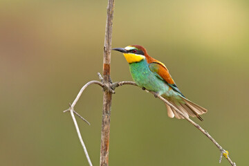 Żołna (Merops apiaster) © Grzegorz