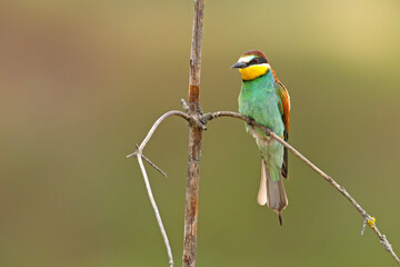 Żołna (Merops apiaster) © Grzegorz