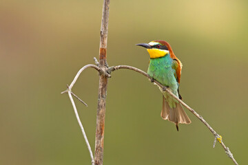 Żołna (Merops apiaster) © Grzegorz