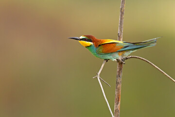 Żołna (Merops apiaster) © Grzegorz