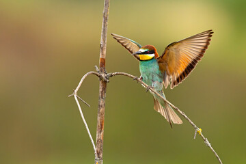Żołna (Merops apiaster) © Grzegorz