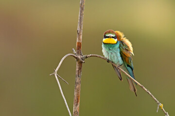 Żołna (Merops apiaster)