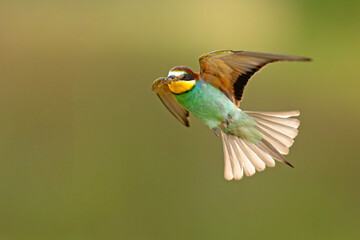Żołna (Merops apiaster) © Grzegorz