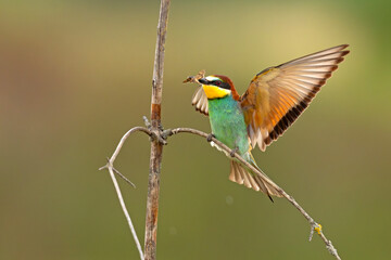 Żołna (Merops apiaster) © Grzegorz
