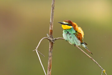 Żołna (Merops apiaster)