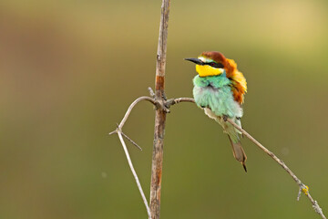 Żołna (Merops apiaster)