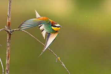 Żołna (Merops apiaster) © Grzegorz