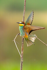 Żołna (Merops apiaster)