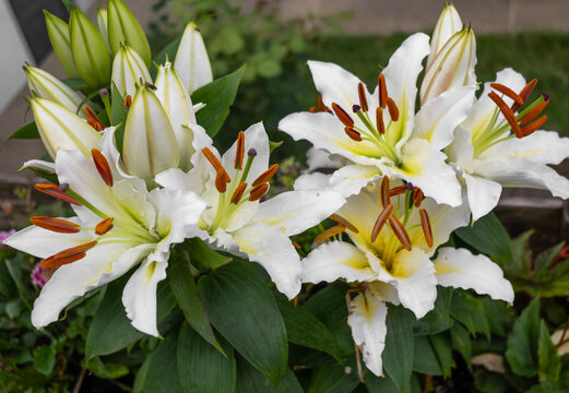 Lirios blancos , reci&eacute;n florecidos en el jard&iacute;n