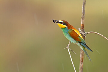 Żołna (Merops apiaster) © Grzegorz