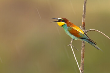 Żołna (Merops apiaster) © Grzegorz