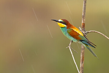 Żołna (Merops apiaster)