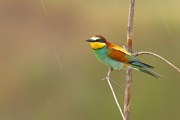 Żołna (Merops apiaster)