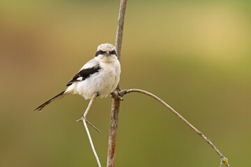 Srokosz (Lanius excubitor)