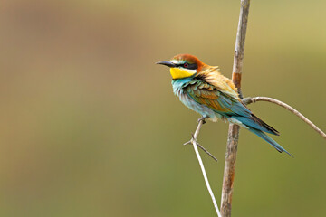 Żołna (Merops apiaster) © Grzegorz