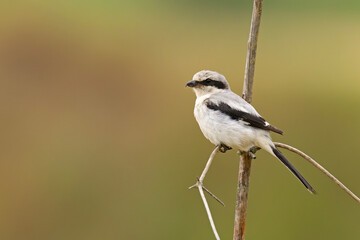 Fototapeta premium Srokosz (Lanius excubitor)