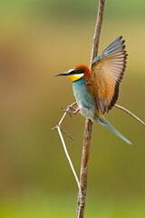Żołna (Merops apiaster)