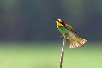 Żołna (Merops apiaster)