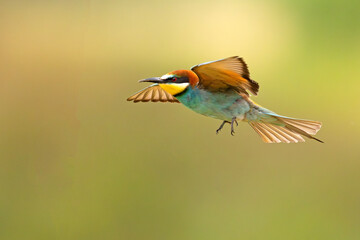 Żołna (Merops apiaster) © Grzegorz